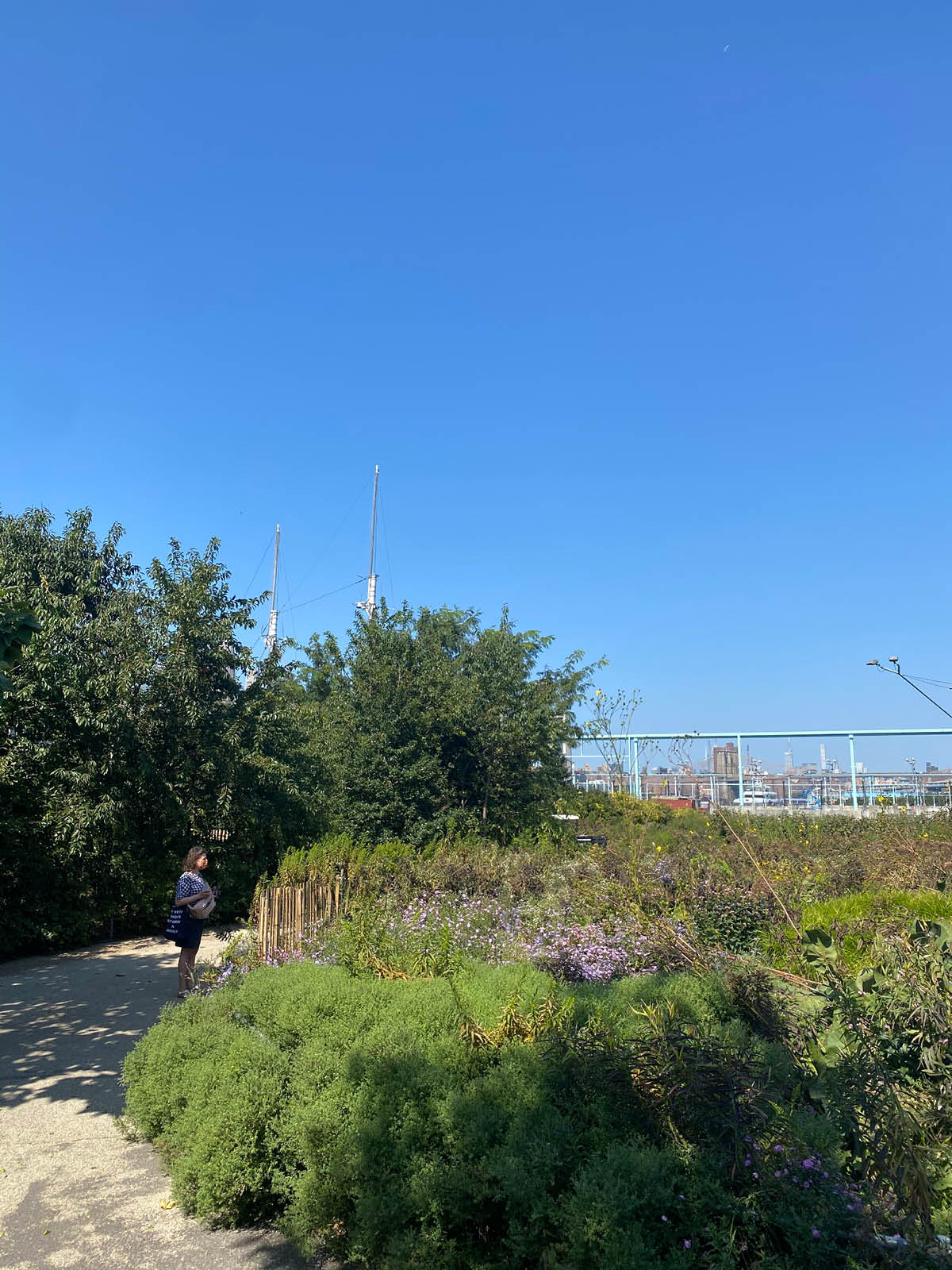 Woman on path looking at purple flowers and bushes on a sunny day.