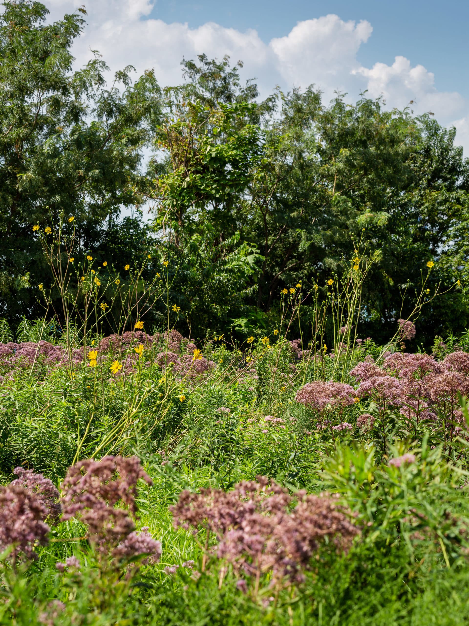 Close up of purple flowers and bushes on a sunny day.