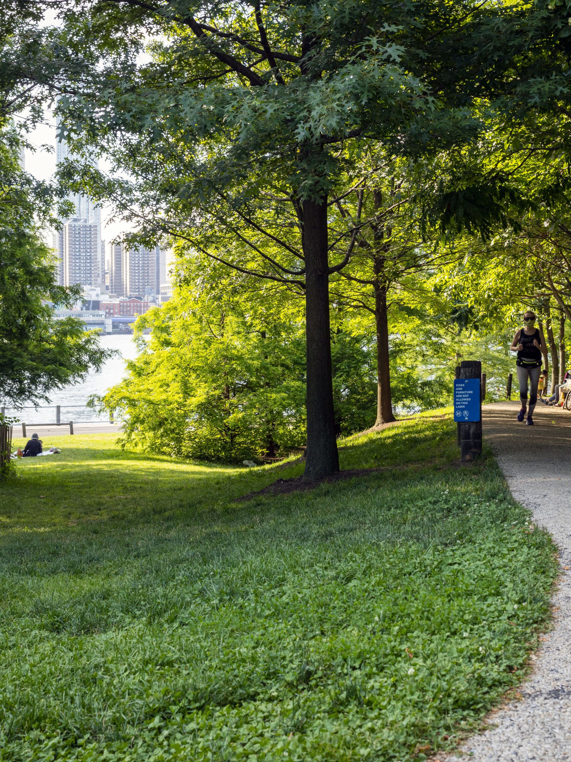 Trees along Pier 1 pathway with jogger running in the shade on a sunny day