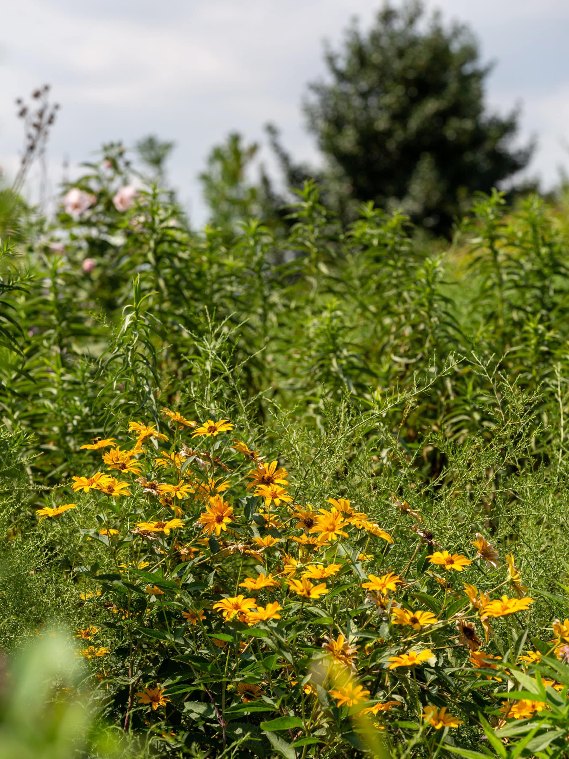 Close up of yellow flowers and bushes on a sunny day.