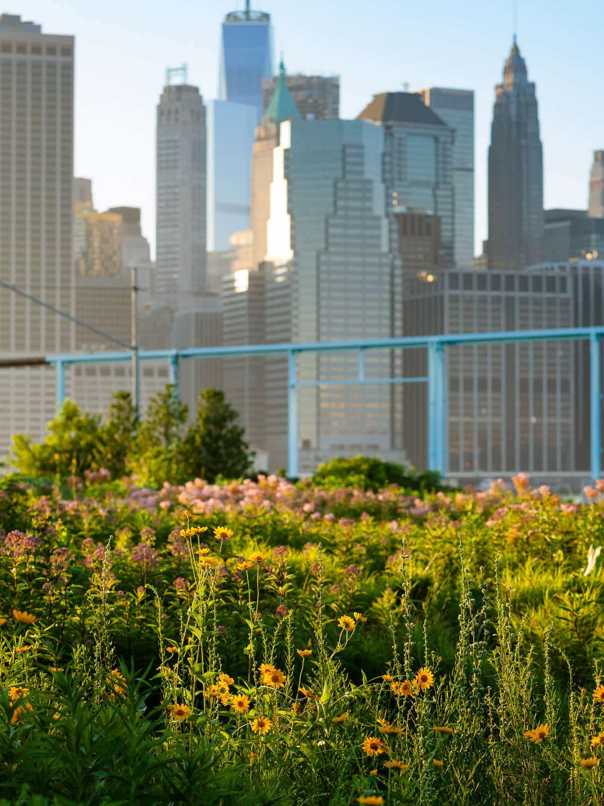 brooklyn bridge park Flowers during sunset beneath lower manhattan event updates closures and cancellations