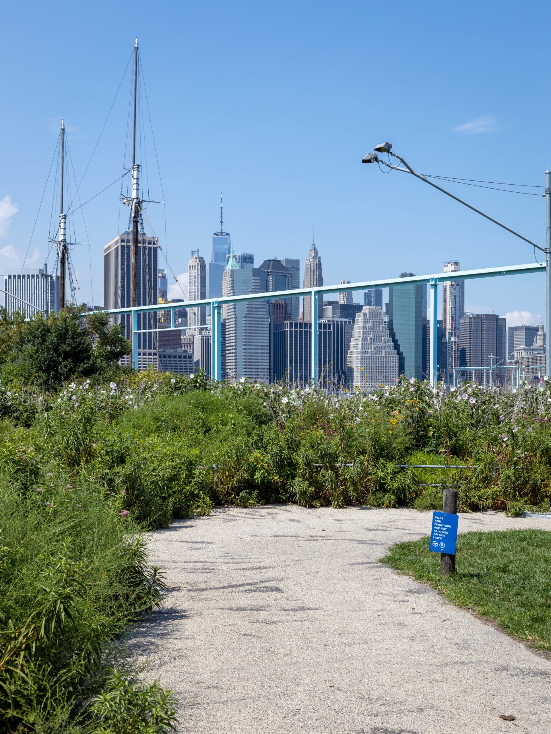 Pathway with white flowers and bushes in Pier 6 Flower Field with view of the Freedom Tower on a sunny day.