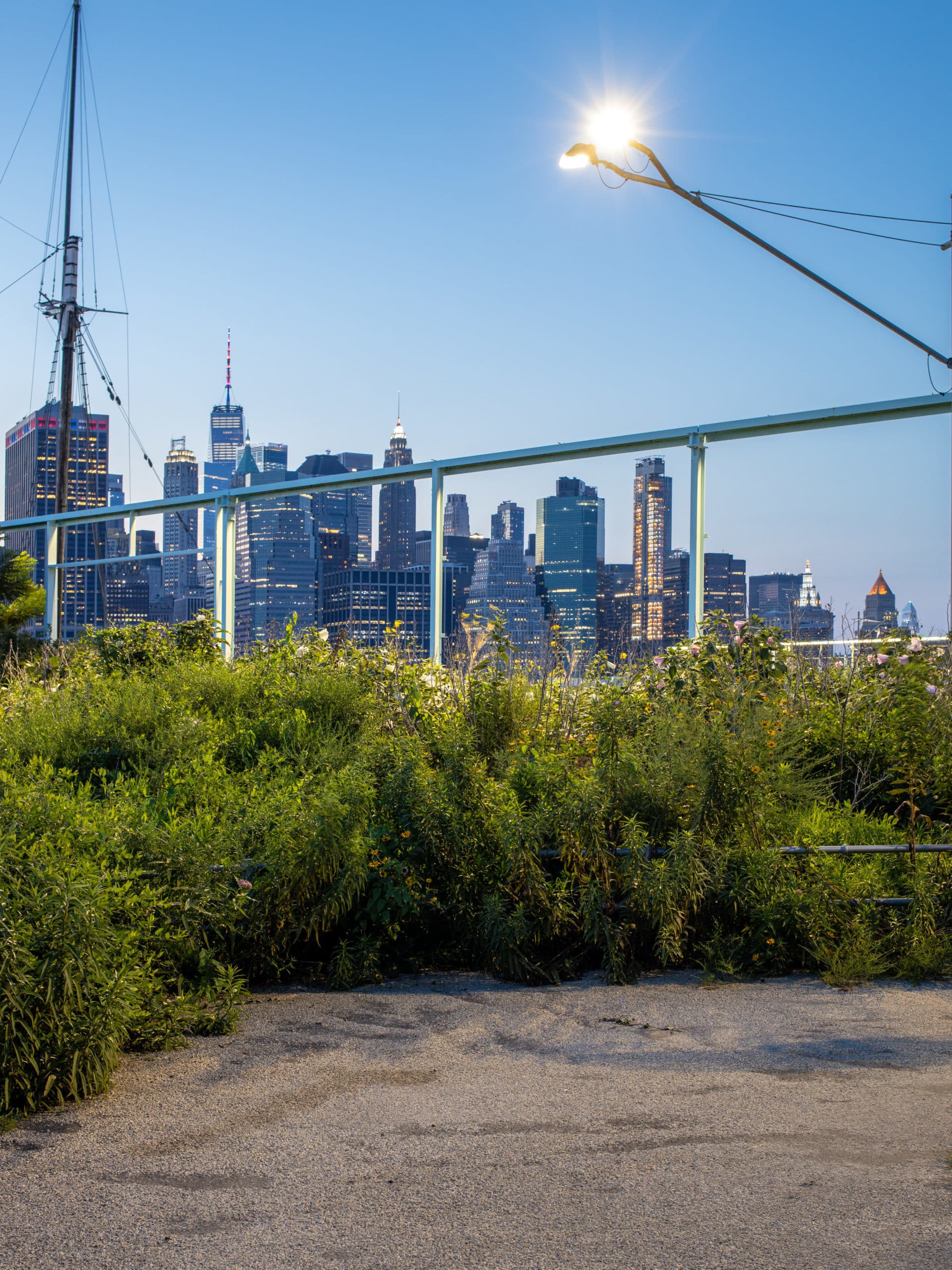 Flower garden at the Pier 6 Flower Field at night with view of lower Manhattan.