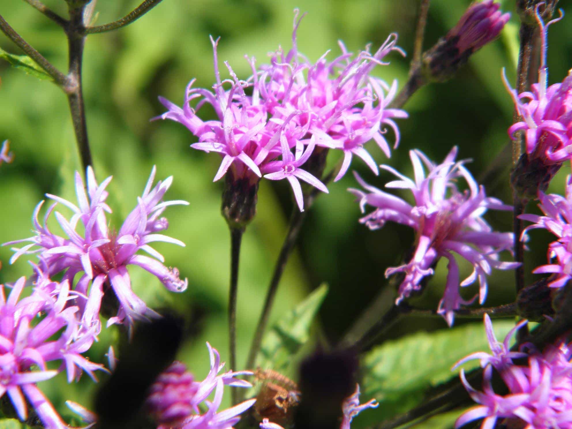 Close up of purple Giant Ironweed