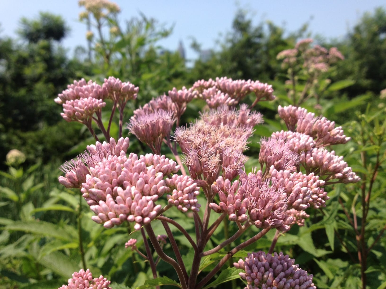 Pink Joe-Pye Weed on a sunny day.