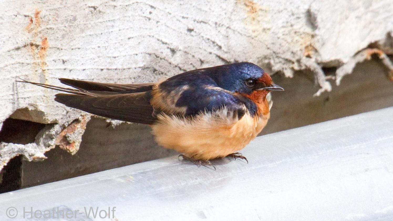 Barn swallow sitting on a railing.