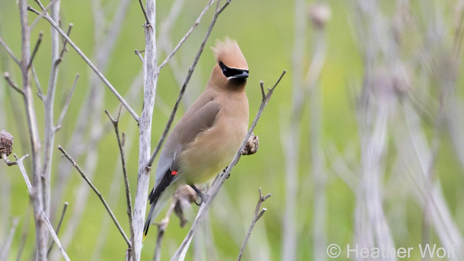 Cedar Waxwing perched on a twig.