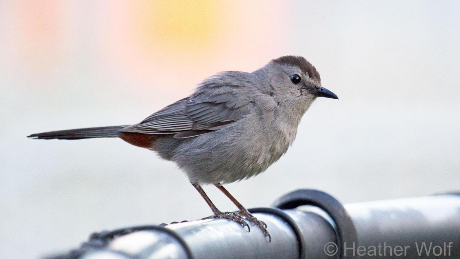 Grey Catbird sitting on a railing.