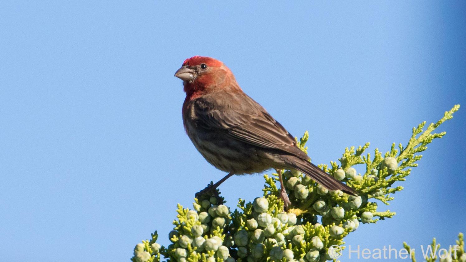 House Finsh sitting on a branch with berries.