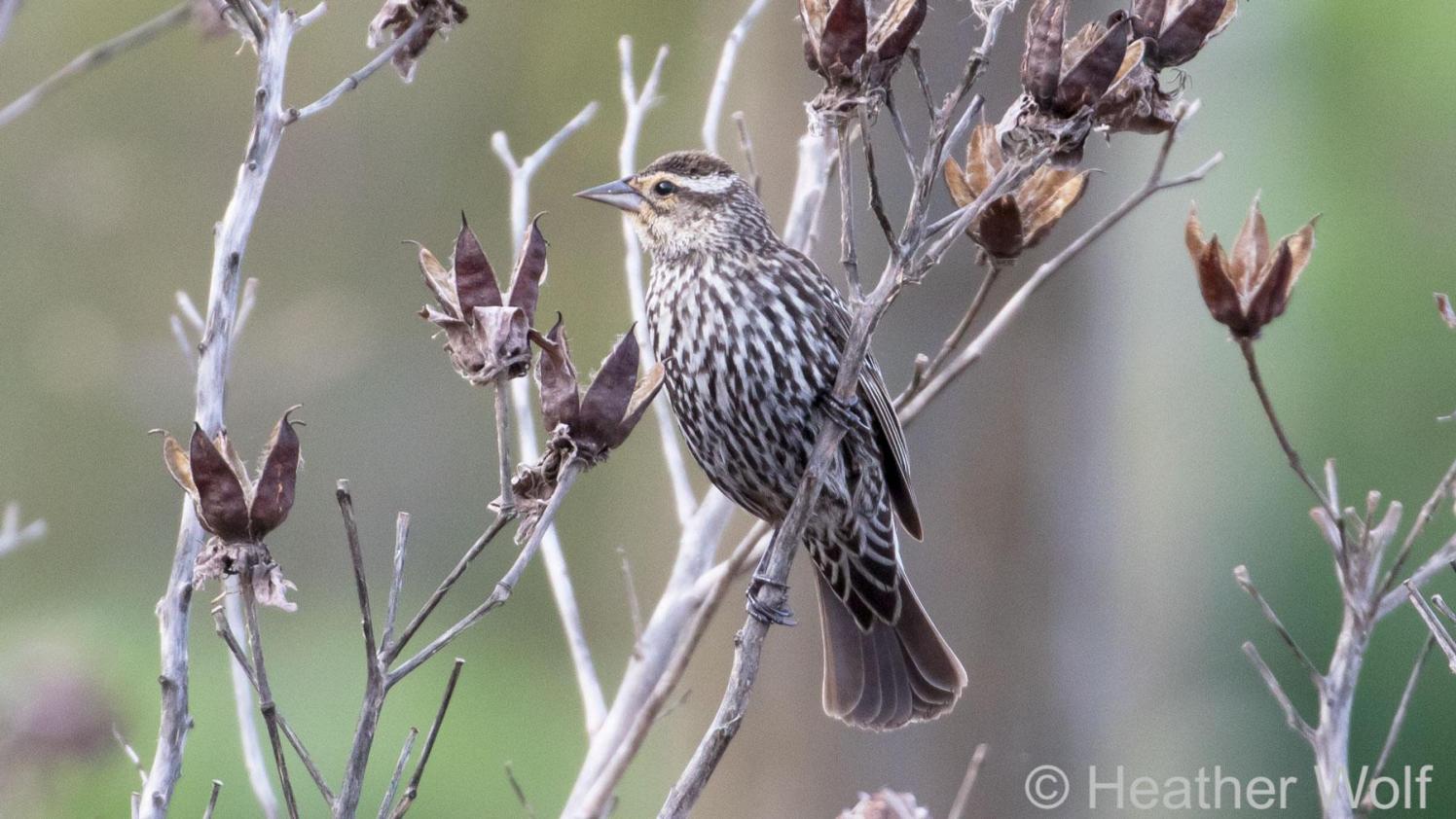 Female Red-Winged Blackbird perched on twigs.