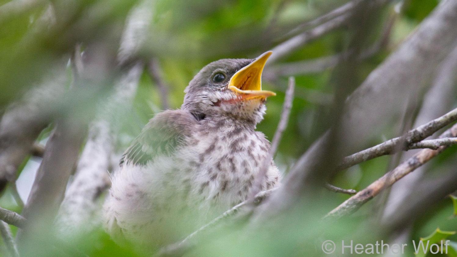 Northern Mockingbird Fledging