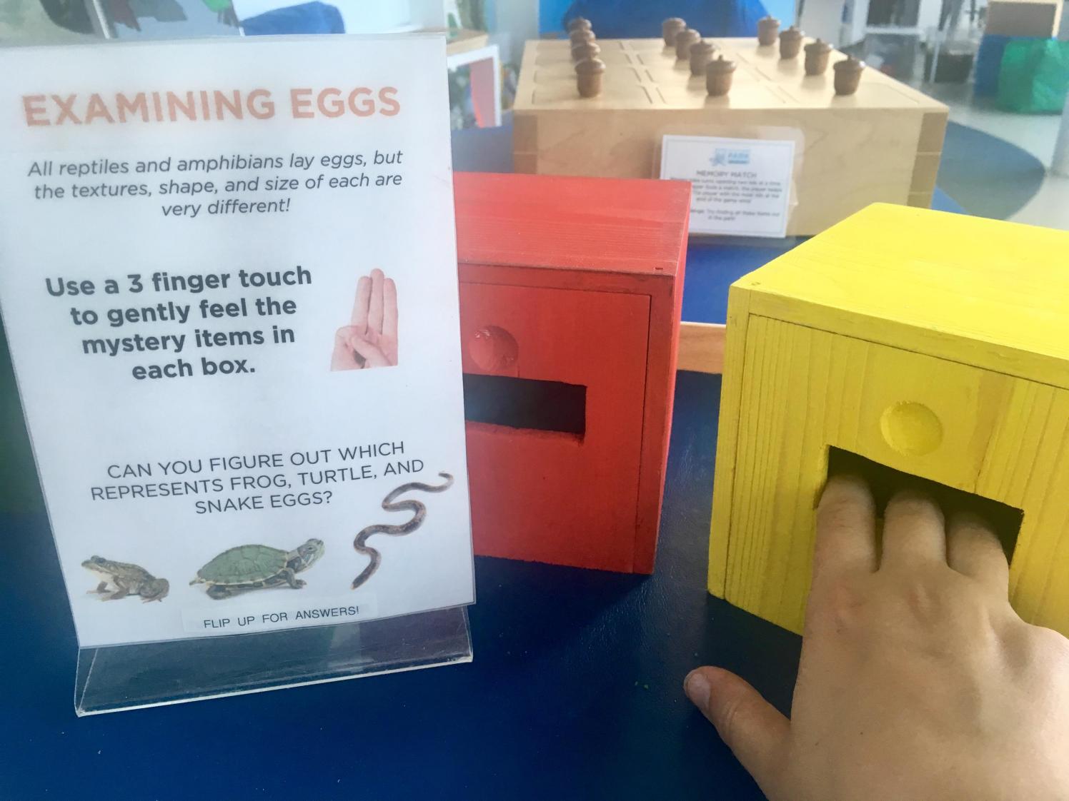 Reptile eggs exhibit in a classroom.