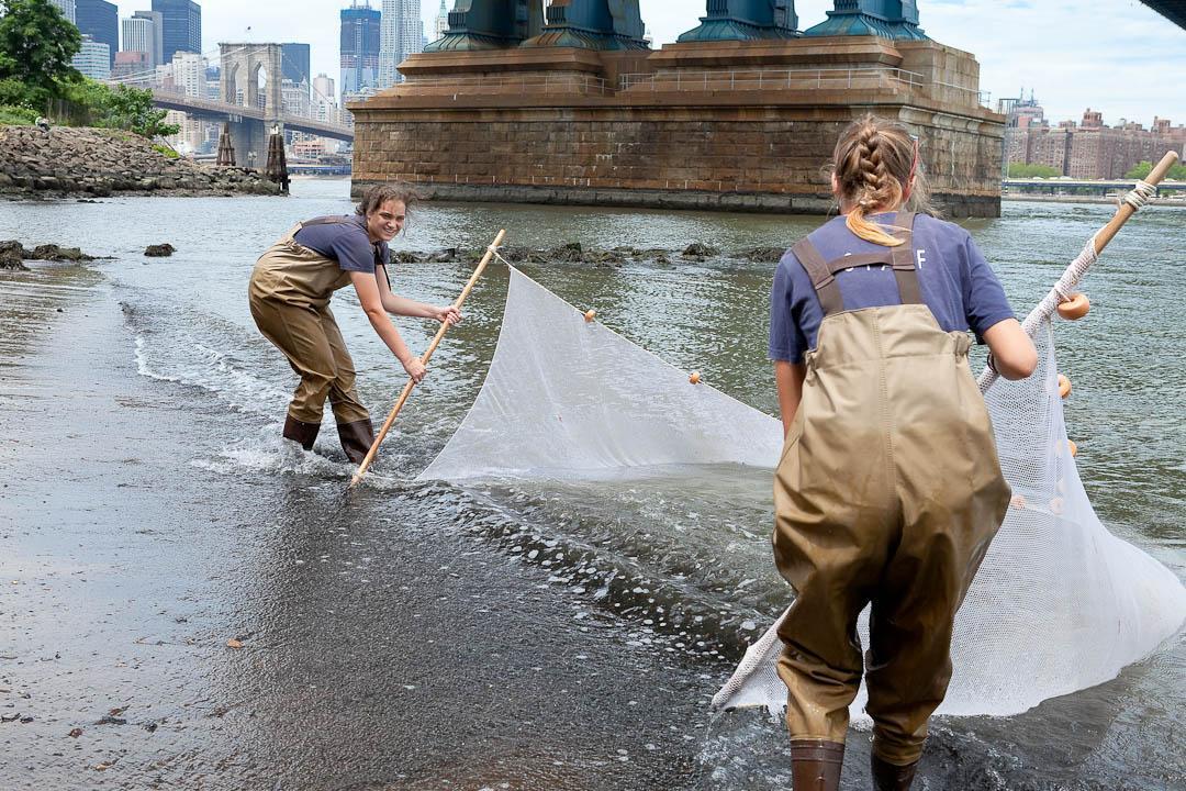 Two teens in waders pulling a seine net out of the water on the beach.