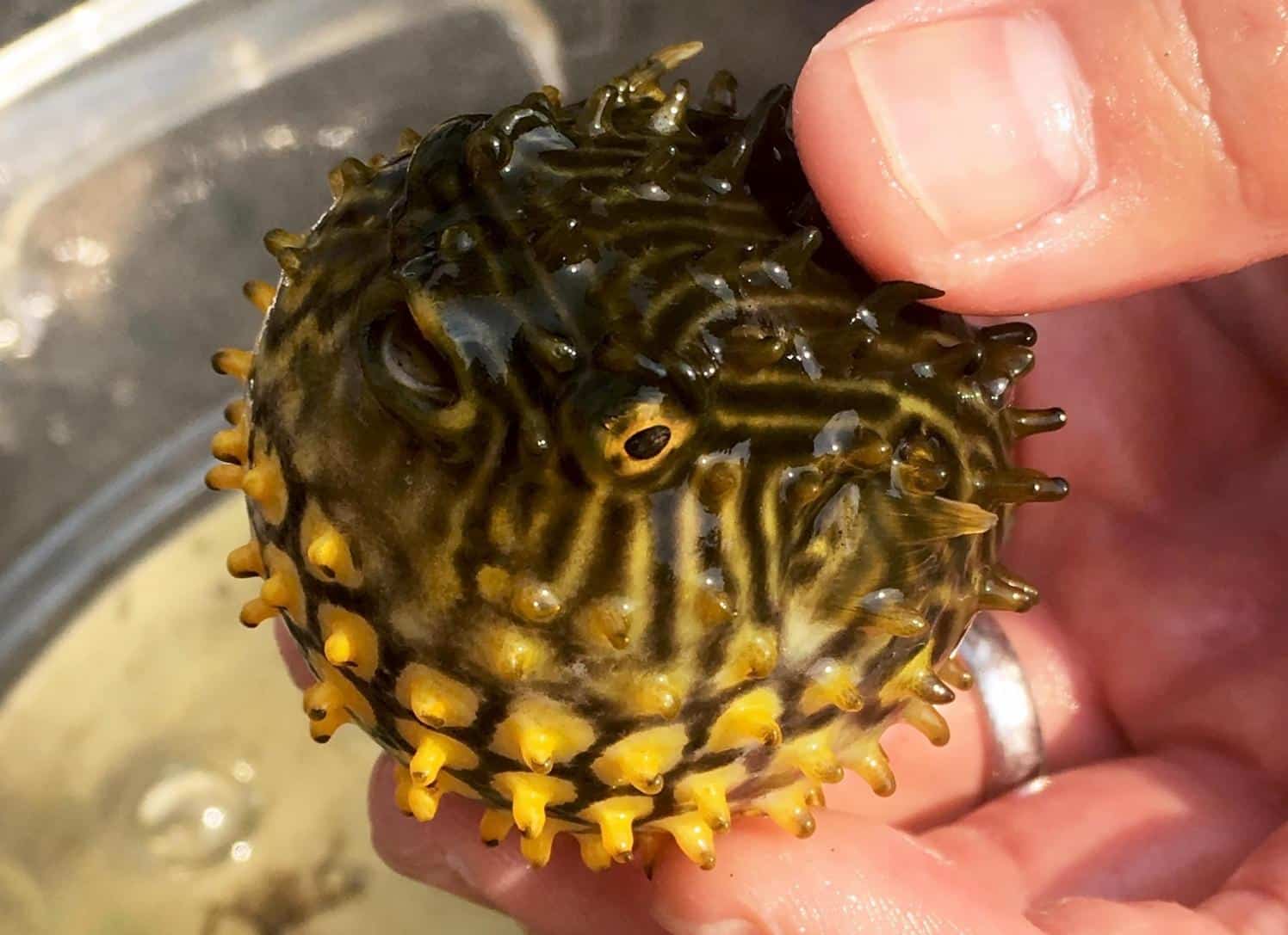 Pufferfish being held