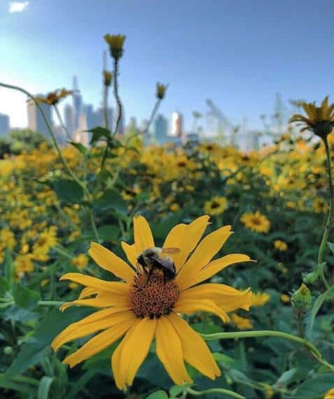 Bee on a yellow flower