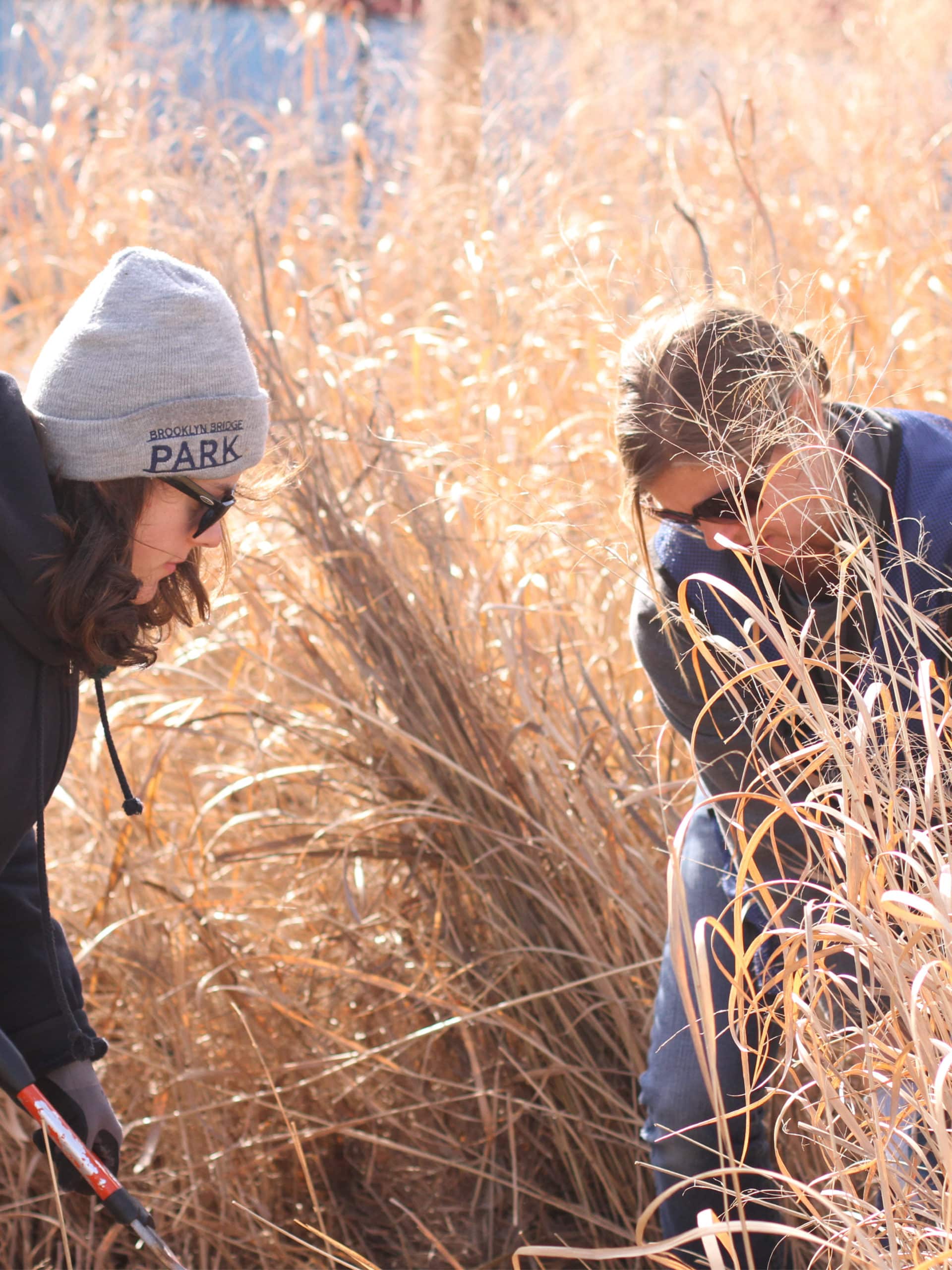 Volunteers trimming long grasses on a sunny day.